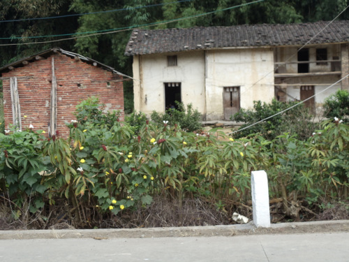 Typical village houses and plantings near a roadside.